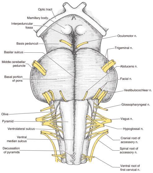 뇌줄기의표면 1. Medulla oblongata 1. 다리뇌와의경계 : 뒷면 : :stria medullaris 앞면 : ponto-medullary (inf. potine) sulcus 척수와의경계 : rootlets of first cervical spinal n. 2.