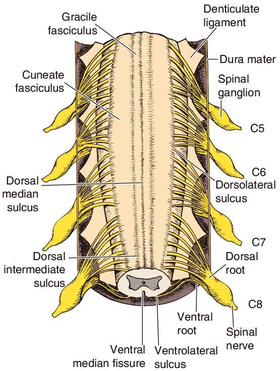 척수의고랑과틈새 Sulcus and fissure 앞정중틈새 anterior median fissure 앞외측고랑 anterolateral sulcus (ant.