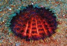 성게 성게(Sea Urchin)는 밤송이 같이 생긴 것으로, 어 느 바다에서든지 흔히 볼 수 있으며, 바위 위나 바 위틈 속에 서식한다. 다이버가 부주의로 성게 가시 에 찔리면 살 속으로 파고들어 부러지기 때문에 찔 린 가시를 뽑기가 어렵다.