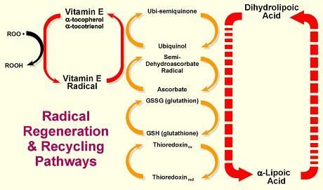 Dihydrolipoate acid recycles the major cell antioxidants