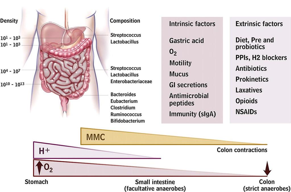 Gut microbiota and the intrinsic and extrinsic factors that can affect its distribution and composition. Simrén M et al.