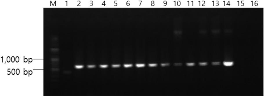 Erythromycin 내성유전자분석 401 고찰 Fig. 2. DNA amplification of erm gene in erythromycin resistant isolates of Streptococcus parauberis, Edwardsiella tarda and Vibrio sp. from cultured fish in Jeju.