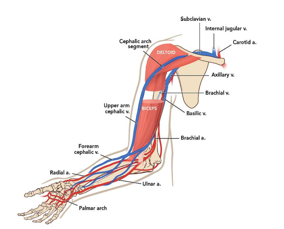 상지의혈관분포 빗장밑정맥 ( 쇄골하정맥 ) 손목정맥 ( 내경정맥 ) 자쪽피부정맥 ( 척골측피부정맥 ) 겨드랑정맥 ( 액와정맥 )