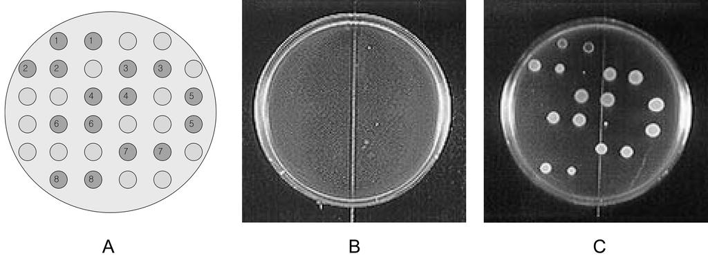 Nam Hoon Kwon et al. 266 3, 4 ml를 Mueller Hinton Broth (MHB) (Difco)와 혼합하 여 최종 10 ml가 되도록 하였다. 8종의 유해균들을 각 유산 균의 상층액이 농도별로 첨가된 시험관에 1.0 10 CFU/ml 의 농도로 접종하였다.