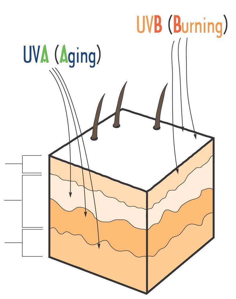 Skin & UV Rays Solar UV radiation is 95% UVA & 5% UVB. UVA causes tanning, aging & skin cancer.