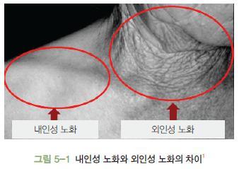 3) 피부노화의원인 - 내인성노화 (intrinsic aging,