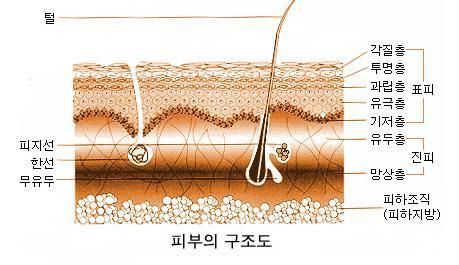 2) 조직학적구조