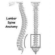 Introduce Lumbar spine anatomy & function 임승길 Anterior Front of the spine