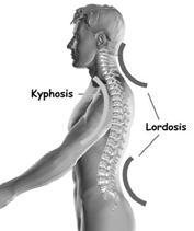 Muscles 5. Spinal segments Upright support 3 4 1.