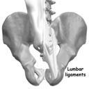 Posterior longitudinal ligament Run full-length within the spinal canal On