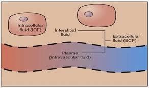 해부생리 체액 - 세포내액 : K+/ - 세포외액 : 간질액혈액 Na+, Mg++, Cl-, HCO3- Protein 높은세포외액비율체중당높은수분분포율구토, 설사,