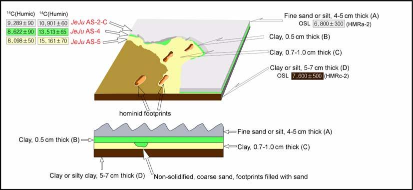 244 김경수 Á 김정률 Fig. 3. Sampling sites and horizons, and age dating results in the hominid footprints site (after Park et al., 2005). 모든결과를퇴적시기가아니라최대시기로간주하는것인지근거를제시하고있지않다.