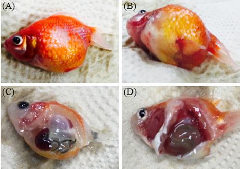 금붕어와진주린의 CyHV-2 모니터링 385 Fig. 1. Gross findings observed in pearlscale goldfish Carassius auratus.