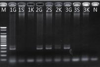 Agarose gel electrophoresis of PCR products generated from tissue samples of goldfish (A) and pearlscale goldfish Carassius