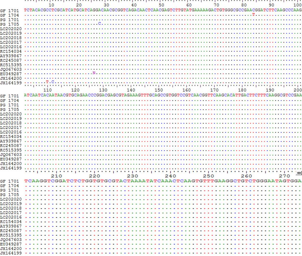 386 송해덕ㆍ박정수ㆍ권세련 Fig. 3. Comparison of nucleotide sequences of helicase gene from 17 CyHV-2 isolates. GF, goldfish Carassius auratus; PG, pearlscale goldfish Carassius auratus. Table 1.