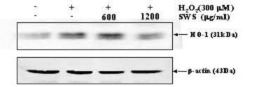 (167) 600 1200 H2O2(300M) SWS(/ml) HO-1(31kDa) -actin(43da) Fig. 6. SWS suppressed the HO-1 expression induced by H2O2 in Neuro 2A cells.