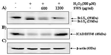 Cell lysates were used to measure the HO-1 and -actin expression by Western blot analysis with anti-ho-1 and -actin antibodies.