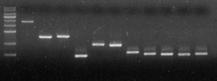 0625 μl DNA 농도는동일 M : marker 1 : 200ng 2 : 100ng 3 : 50ng 4 : 25ng 5 : 12.5ng 6 : 6.
