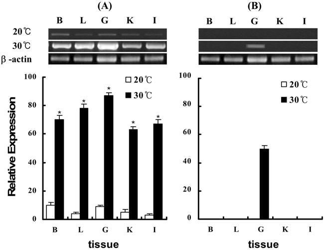 BC045841). Identical amino acids are indicated by shaded box. w, (AB196461) HSP70 96%, silver seabream (Sparus sarba, AY436786) HSP70 95%, zebrafish (BC045841) HSP70 95% HSP90 ƒ yw (Fig. 2).