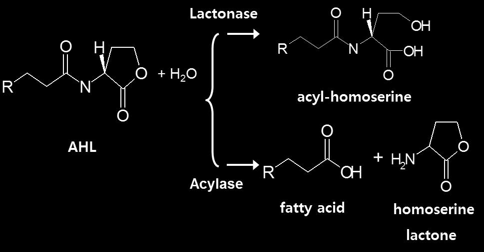 autoinducers by