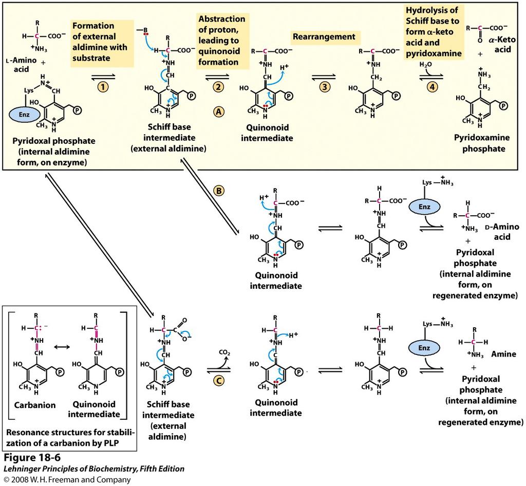 Transamination Racemization Decarboxylation < Some amino acid