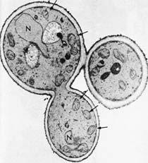 prokaryote 사이의차이점연구에이용 - Genetic study easy - haploid,