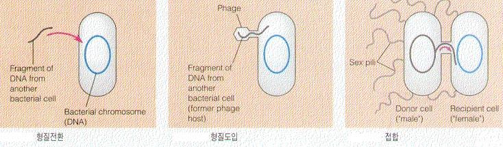 DNA technology (DNA 조작기술 ) Joshua Ledergerg & Edward Tatum, 1946 두종류의다른유전자를가진대장균사이에유전자의재조합이일어나새로운대장균이만들어지는것을발견했다. 이원리를바탕으로 1970 년대에 DNA 재조합기술이발전하게되었다.