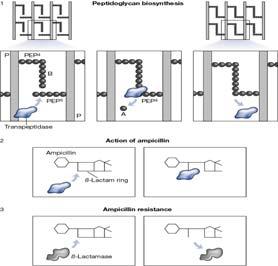 Plasmid selection selectable markers - plasmid 삽입된 cell 과삽입되지않는 cell 구별을위해사용 - antibiotic resistance 이용 ;