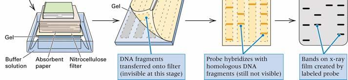 The extent of hybridization can be quantitated by using a radioactive DNA probe and