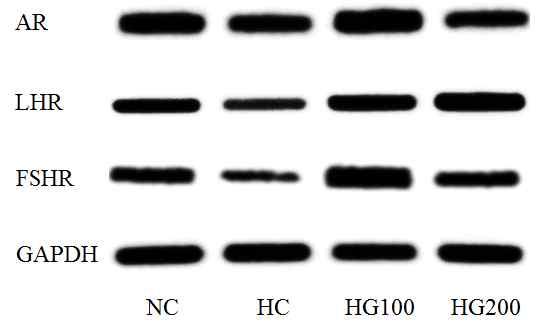 Fig. 29. Effect of GINST on mrna expression of sex hormone receptors in rat testis.