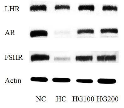 Fig. 32 LHR, FSHR, AR heat stress (p<0.05~0.01) GINST heat stress (p<0.05~0.01) androgen receptor 1/8 GINST 80% sensitivity Fig. 32. Effect of GINST on protein expression of sex hormone receptors in rat testis.
