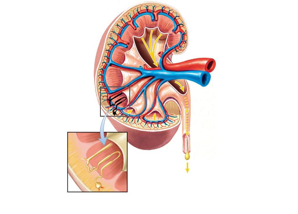 renal cortex renal medulla renal pelvis renal pelvis (cut away to show the path of urine) renal artery renal vein Copyright 2011 Pearson