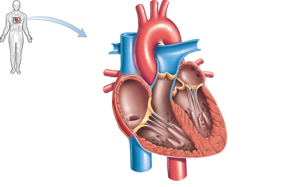aorta superior vena cava pulmonary artery (to left lung) left atrium pulmonary artery (to right lung) pulmonary veins (from right lung) pulmonary veins (from left lung) atrioventricular valve right