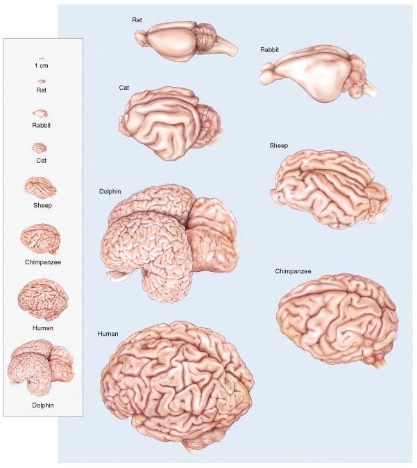 Mammalian brains