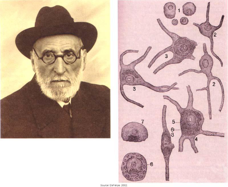 Cajal s neuron doctrine
