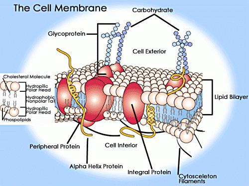 3. 탄수화물 (carbohydrate): 모든유핵세포의막에서볼수있음 1) 세포막무게의 2 10% 를차지함.
