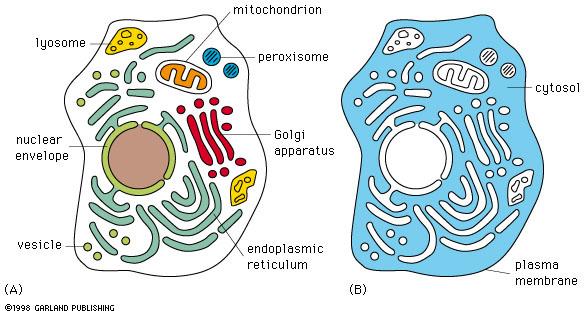 3. 진핵세포의구조와기능 3-1 기본특징 * 막으로이루어진세포소기관 (organelle) -> 세포내특정기능담당 ->