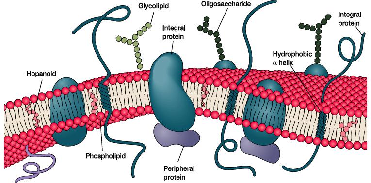 2-2. 세포막 - 지질이중층 ( 인지질 ) - 단백질과지질로구성 -> peripheral