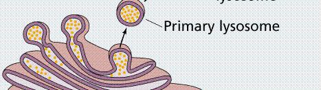 3-5 리소솜 (Lysosome) - 둥근공형태의단일막구조 - 세포내소화담당 -> 모든종류의생체고분자소화효소포함 -> 약산성조건유지 : ph 3.5 5.