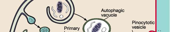 진핵세포 lysosome