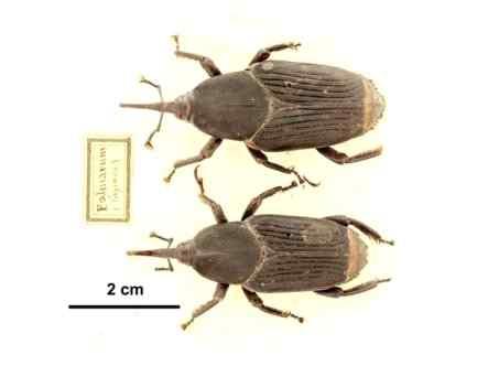 인도네시아팜사업매뉴얼 - 바구미 (Weevils-Temnoschoita spp)