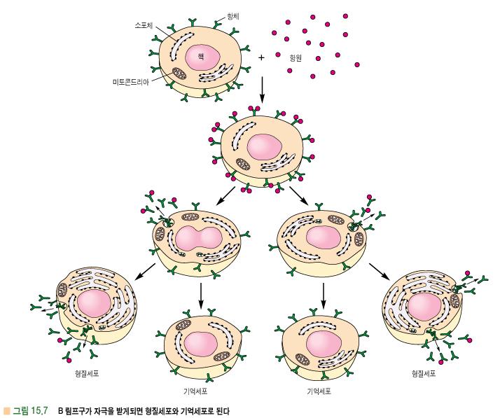 2. B 림프구기능 -