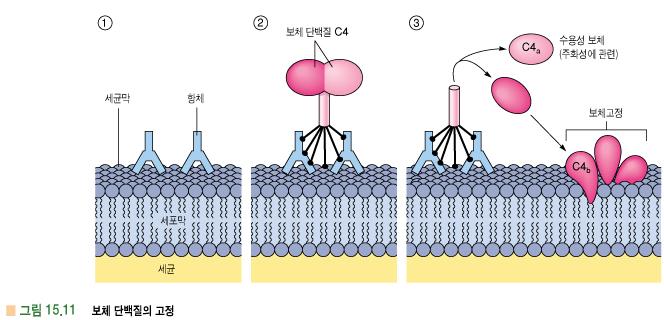 2) 보체계 (complement protein) - 항원-항체결합에의해활성화되는혈청단백질 - 면역계에의한세균파괴촉진 - C1 ~ C9 형 : 혈장, 체액내에불활성화상태로존재 -> 항체-항원결합후활성화 -> 기능적으로구분