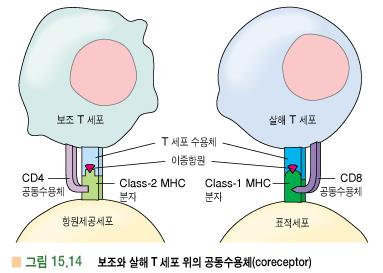 이종항원이 MHC 분자와연관하여 T 림프구에제공됨.