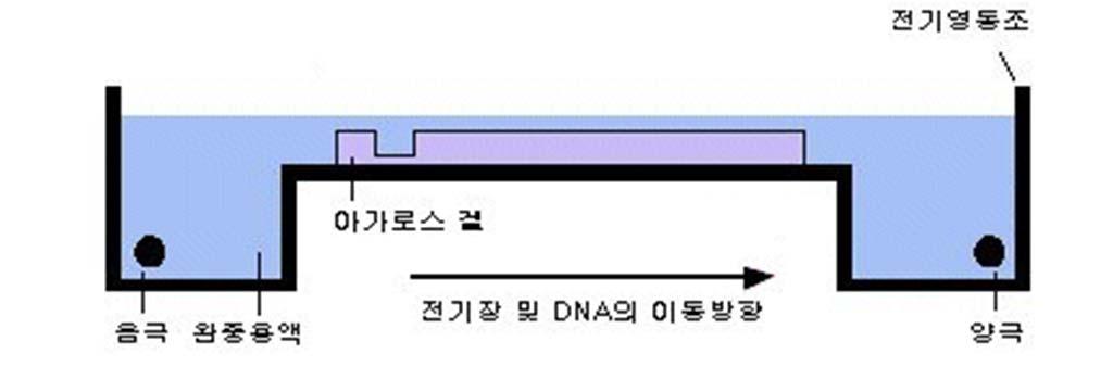DNA size marker 와 gel loading