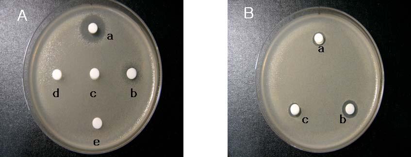 을 1차선발로서사용하였다. 그림 2에나타난바와같이 500 ng/ μl농도에서 B. cereus의저해환이관찰되었으며야생형 M. ruber 배양액또한분명하게저해환을보여 citrinin 비 ( 저 ) 생산균주선발에이용할수있음을보여준다. 그림 2. Citrinin에의한 Bacillus cereus의성장저해 A. Standard citrinin 농도별 B.