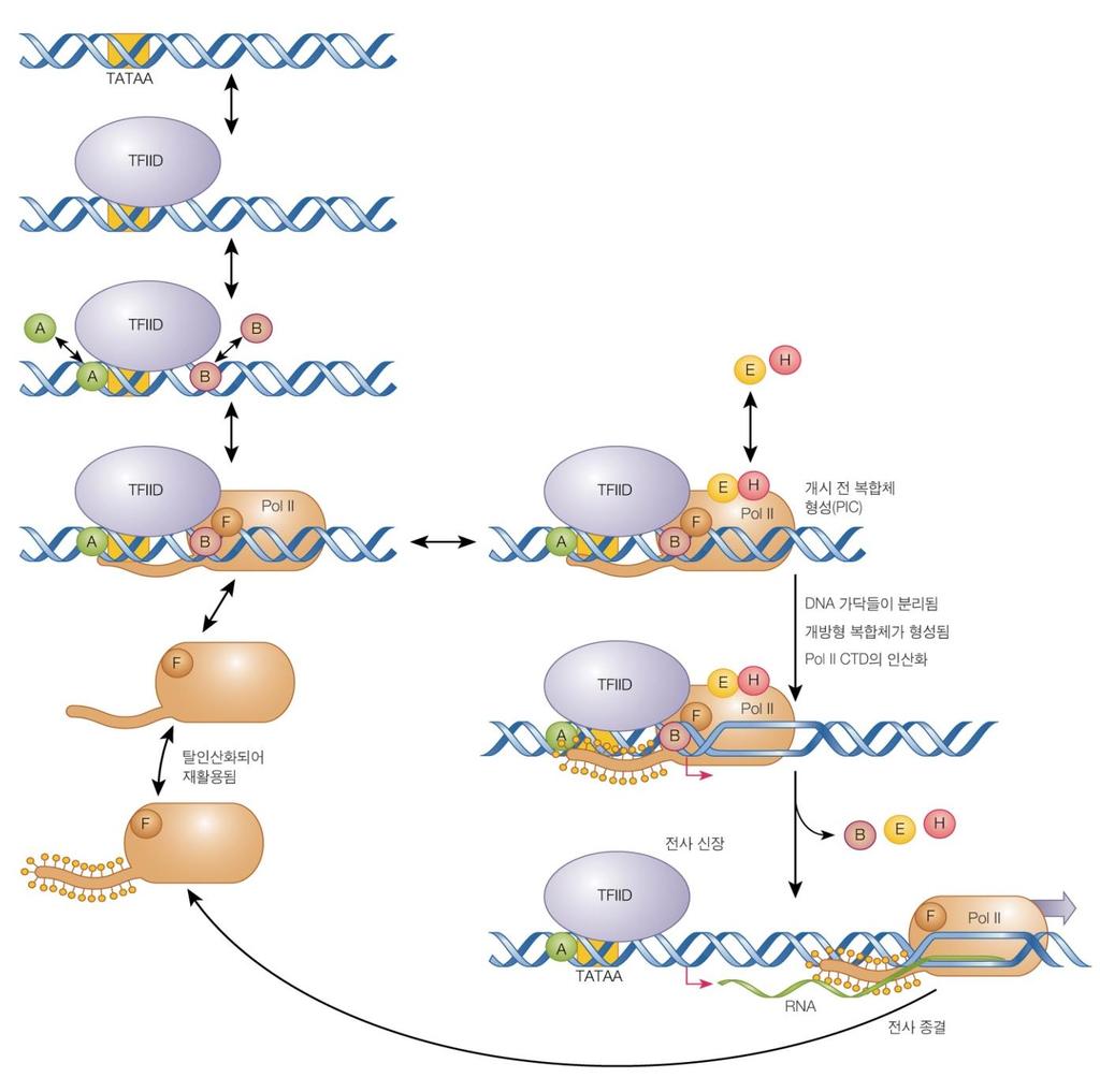 TBP 에결합하여프로모터와 TFIID 와의결합을안정화 Promoter의 TATA box에 TFIID<TBP포함 > 가결합 TFIIA<TAFII> 와 TFIIB가결합 RNA polymerase와 TFIIF결합 TFIIH< 인산화 > 와 TFIIE <helicase활성 > 가결합하여전복합체 (preinitiation complex) 형성 Pol