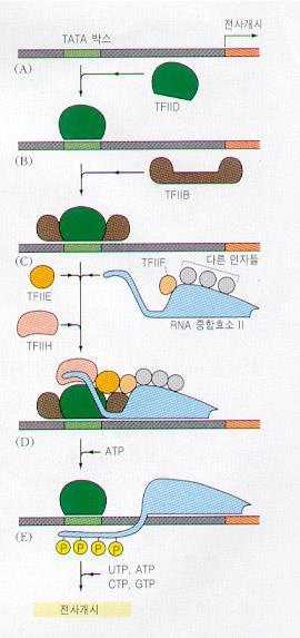 Transcription factor(ii) TBP(TATA binding protein) 은 TATA 에작은홈에결합 DNA를휘게만듬 TBP는안장구조를가지고있어 DNA 배열상에결합하고작은홈이약간열리게하여두개의 phenylalanine(phe) 이끼어들어가열림 TAF는 TBP에결합하여프로모터와 TFIID와의결합을안정화시킴 (TFIIA=TAFII)