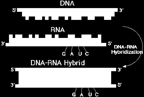 이과정을 RNA splicing이라한다 성숙한 mrna에는 Hybridization of DNA and RNA ( 잡종형성 )