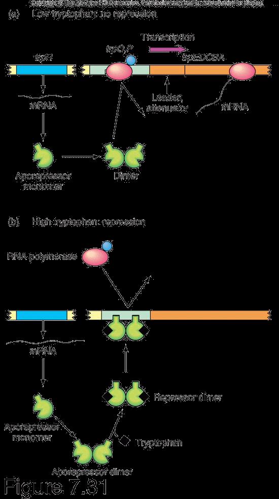 Regulation mechanism of trp operon 1) Negative regulation 대장균은트립토판이주위에흔하지않기때문에자신이 트립토판을생성해야함. 트립토판생산경로에관계하는효소에대한암호화부위 는폴리시스트론인 trp 오페론안에위치.